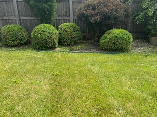 Bush Trimming by Luis Contreras for Jeffrey C. in McCordsville, IN