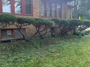 Bush Trimming by Jess June for Lily R. in Madison, WI