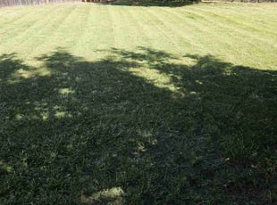 Melinda W.'s Lawn Mowing service result