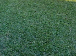 Zakiya B.'s Lawn Mowing service result