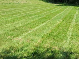 Sugina S.'s Grass Cutting service result