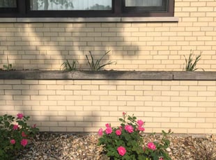 Weeding by Arturo Estrada Garcia for anthony b. in Evergreen Park, IL