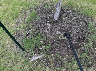 Weeding by Quentin Morgan for Ann M. in Celina, TX