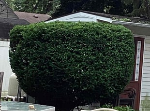 Bush Trimming by Shane Fellers for Teri A. in Garden City, MI
