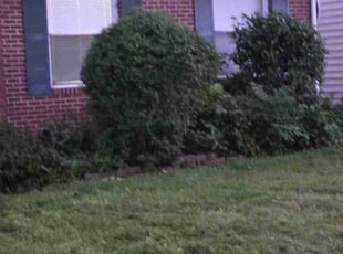 Bush Trimming by Anthony Brown for Matthew L. in Norfolk, VA