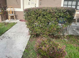Bush Trimming by Oscar Montes Martinez for Kevin M. in Valrico, FL
