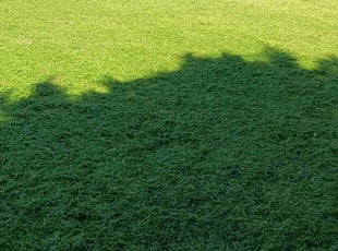 Susan K.'s Lawn Service service result