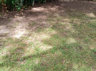 Leaf Removal by Tyrone Cleveland for Douglas M. in Tallahassee, FL