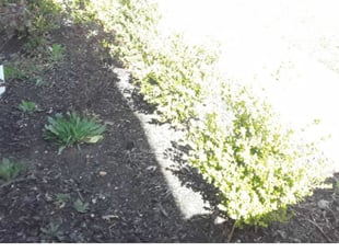Leaf Removal by Norma Terry for Sarah W. in Arlington, TX