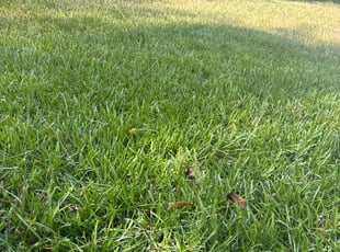 Claudia O.'s Lawn Mowing Service service result