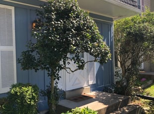 Bush Trimming by Donald Tucker for Tamia M. in Woodbridge, VA