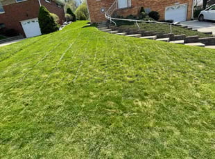 Janet G.'s Grass Cutting service result