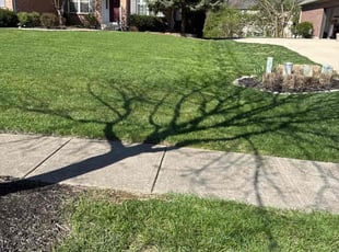 Melisa M.'s Lawn Mowing service result