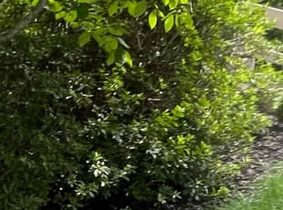 Bush Trimming by Alesandre Duarte for Thanaphon T. in Reston, VA