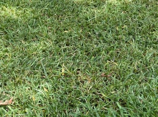 Sharisse J.'s Lawn Mowing Service service result