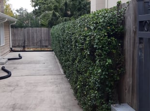 Bush Trimming by Roderick Green for Qiuji Y. in Houston, TX