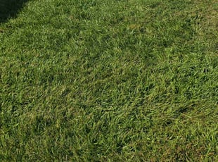 Julie K.'s Lawn Care service result
