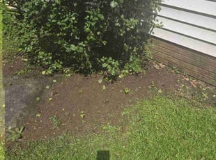 Bush Trimming by Miguel Morales for Samantha H. in Clayton, NC