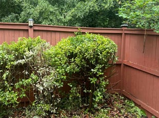 Bush Trimming by Gilbert Osorio for Clark J. in Dumfries, VA