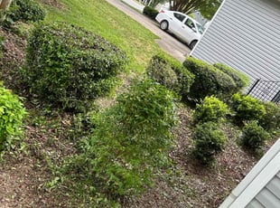 Bush Trimming by Jeff Foster for LaToya F. in Charlotte, NC
