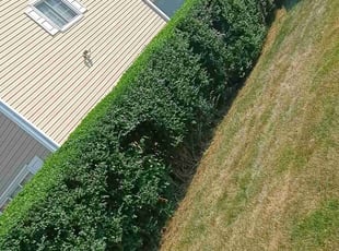 Bush Trimming by Royce Jenkins for Kelvin A. in Newport News, VA