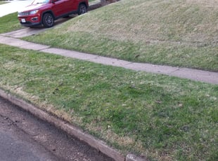 Leaf Removal by Michael Holland for Usha I. in Falls Church, VA