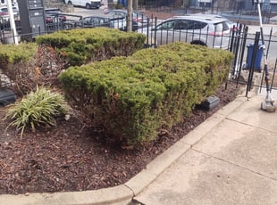 Bush Trimming by Allan Roberts for Valarie C. in Washington, DC