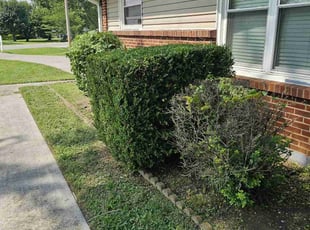 Bush Trimming by Walter Morris for Scott H. in Smyrna, TN