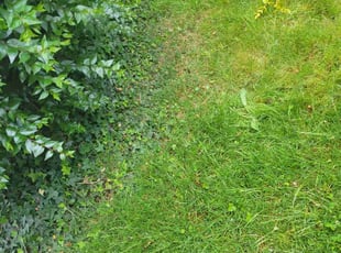 Bush Trimming by Cipriano Ortiz for Alan H. in Seattle, WA