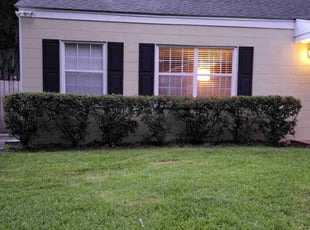 Bush Trimming by Walter Wall for Gram H. in Charleston, SC
