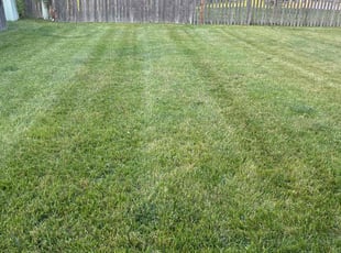 Dexter C.'s Lawn Care service result