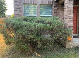 Bush Trimming by Stanmore Hinds for Wydale T. in San Antonio, TX