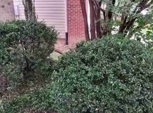 Bush Trimming by Keem James for Akshat S. in Cary, NC
