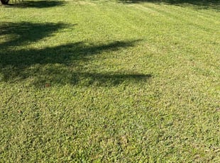 Sharen R.'s Lawn Service service result
