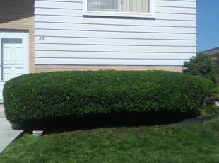 Bush Trimming by Miriam S Rivera Ordonez for Calvine T. in Bellwood, IL