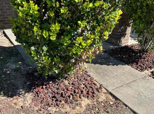 Weeding by Matt Schmidt for Winona Z. in Milton, FL
