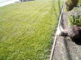 Scout H.'s Lawn Mowing Service service result