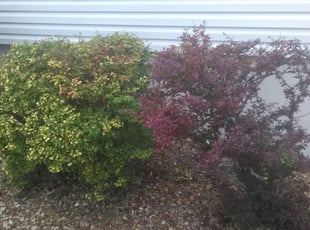 Bush Trimming by John Labarr for Leslie S. in Blue Springs, MO