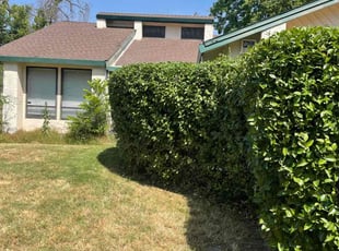 Bush Trimming by Diego Mojica for Brett M. in Citrus Heights, CA