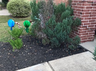 Weeding by Abraham Flores for Vicki S. in Katy, TX