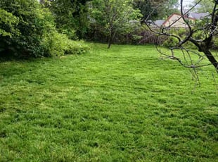 Frank M.'s Lawn Care service result