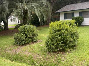 Bush Trimming by Tyrone Mack for William F. in Charleston, SC