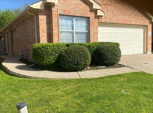 Bush Trimming by Johnny Cox for Morgan B. in Fort Worth, TX