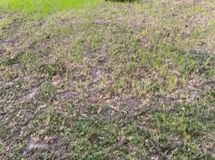 Leaf Removal by Carl George for Joe P. in Baton Rouge, LA
