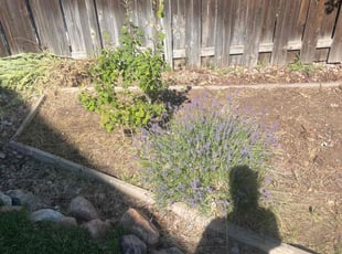 Weeding by Scertia Lee for Lisa C. in Colorado Springs, CO