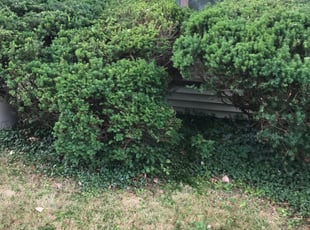 Bush Trimming by Tamara Burts for Dan B. in Parma Heights, OH