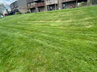 ARLENE H.'s Yard Cutting service result