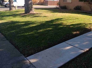 Steven A.'s Lawn Mowing Service service result