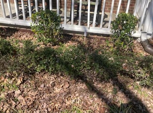 Bush Trimming by L Moore for Kenneth B. in Raleigh, NC