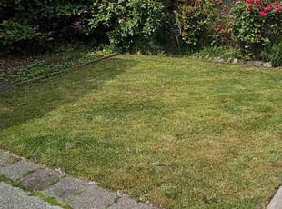 Douglas G.'s Lawn Mowing service result